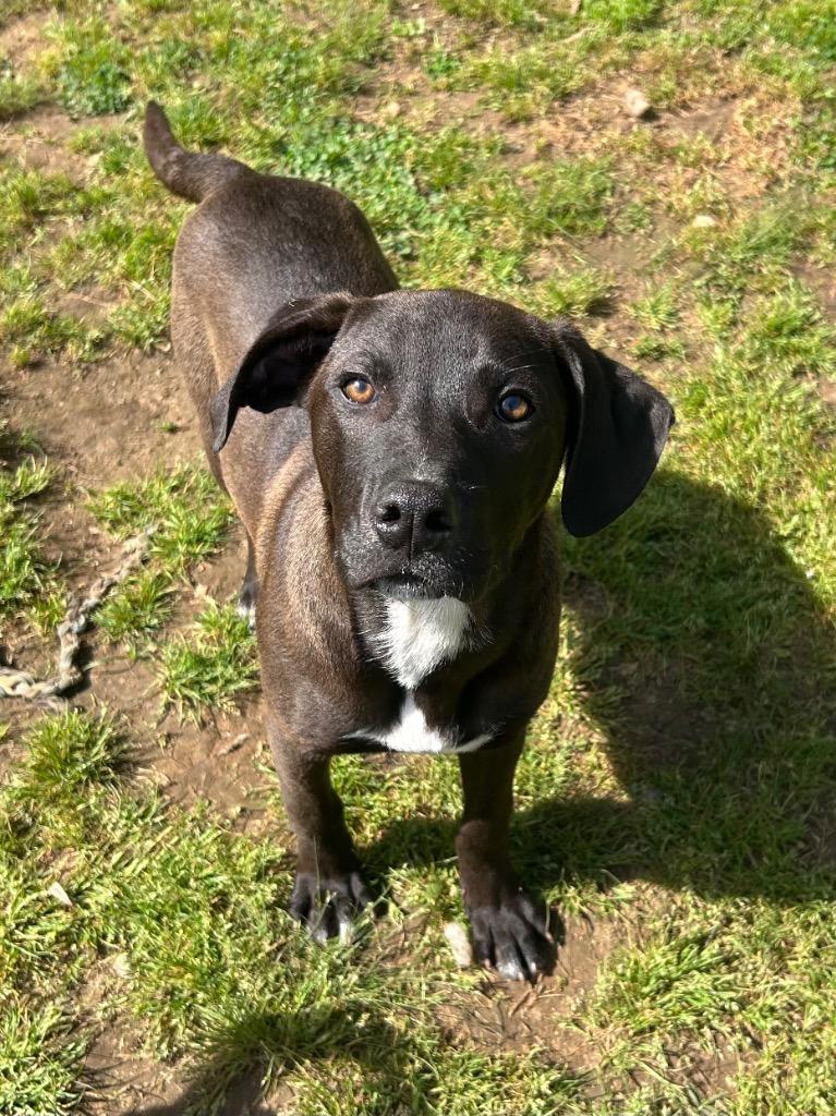 Stacy, Adoptable, Puppy Female Hound.