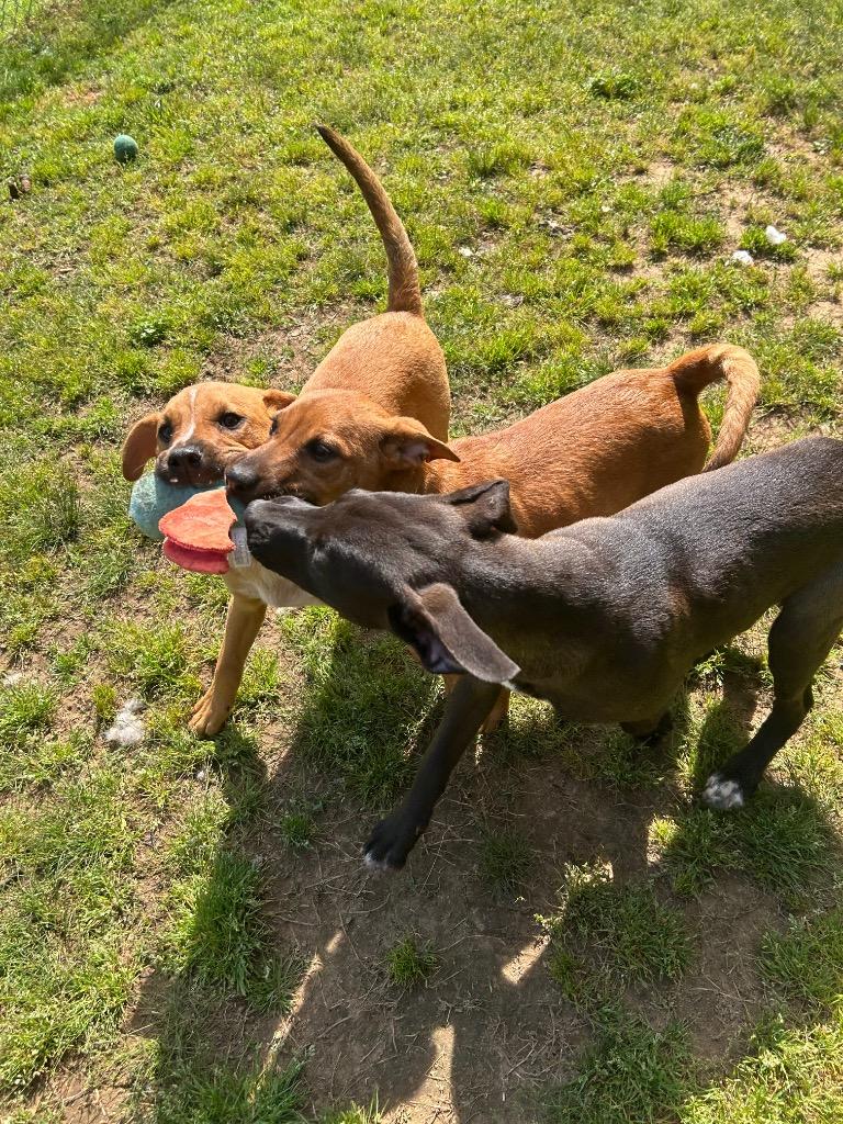 Enlarge Stacy, a Adoptable Hound in Benton, AR image 2/2