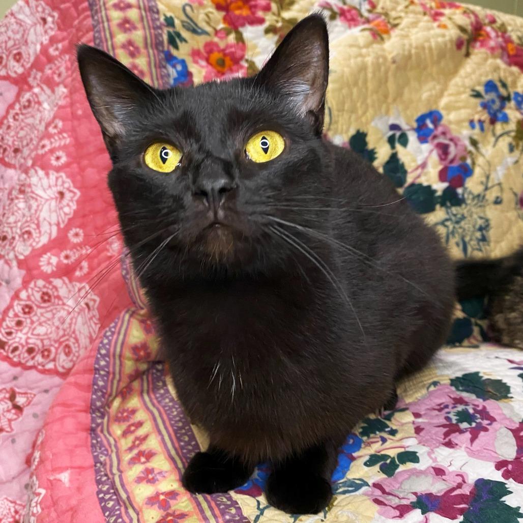 Little Edie, Adoptable, Adult Female Domestic Short Hair.