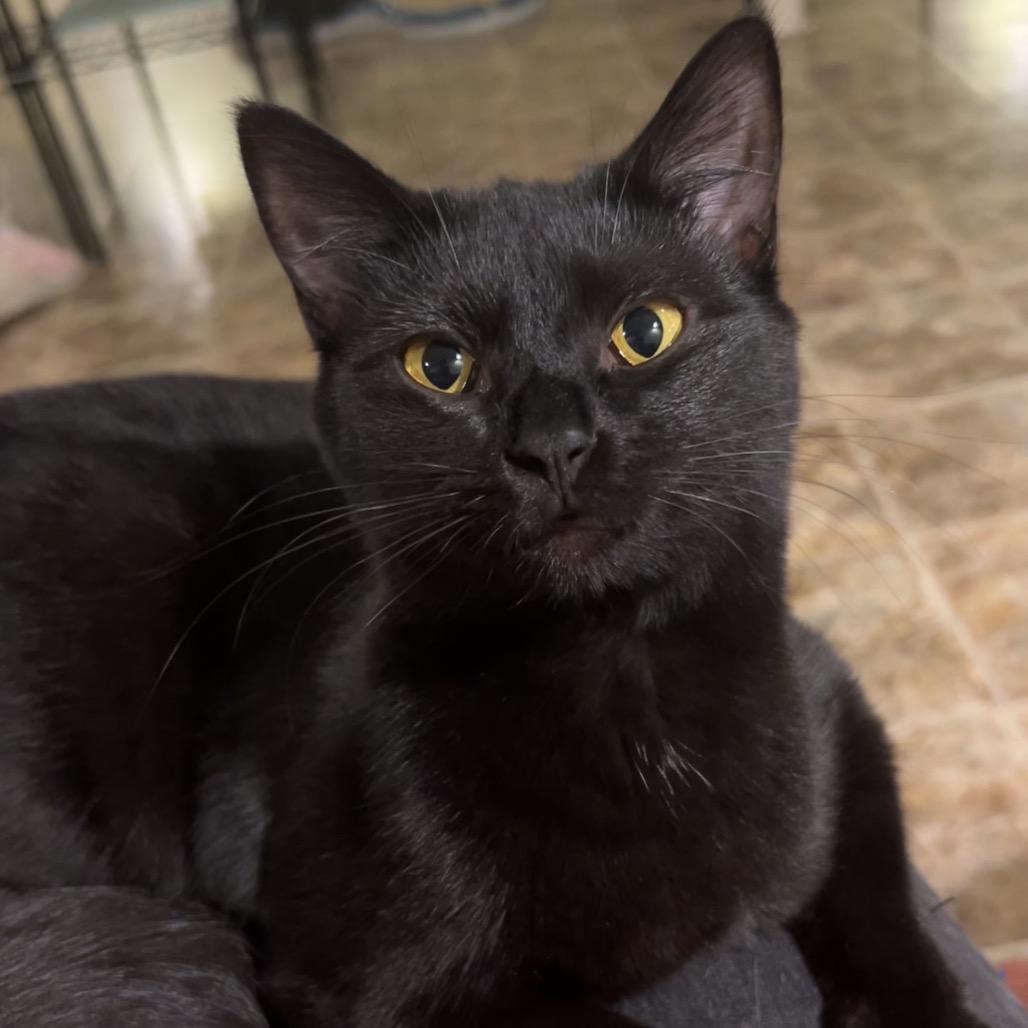 Little Edie, a Adoptable Domestic Short Hair in Panama City Beach, FL image 2/2