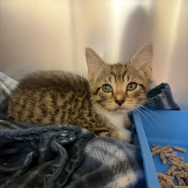 Lynx, a Adoptable Domestic Short Hair in Roxboro, NC image 1/2