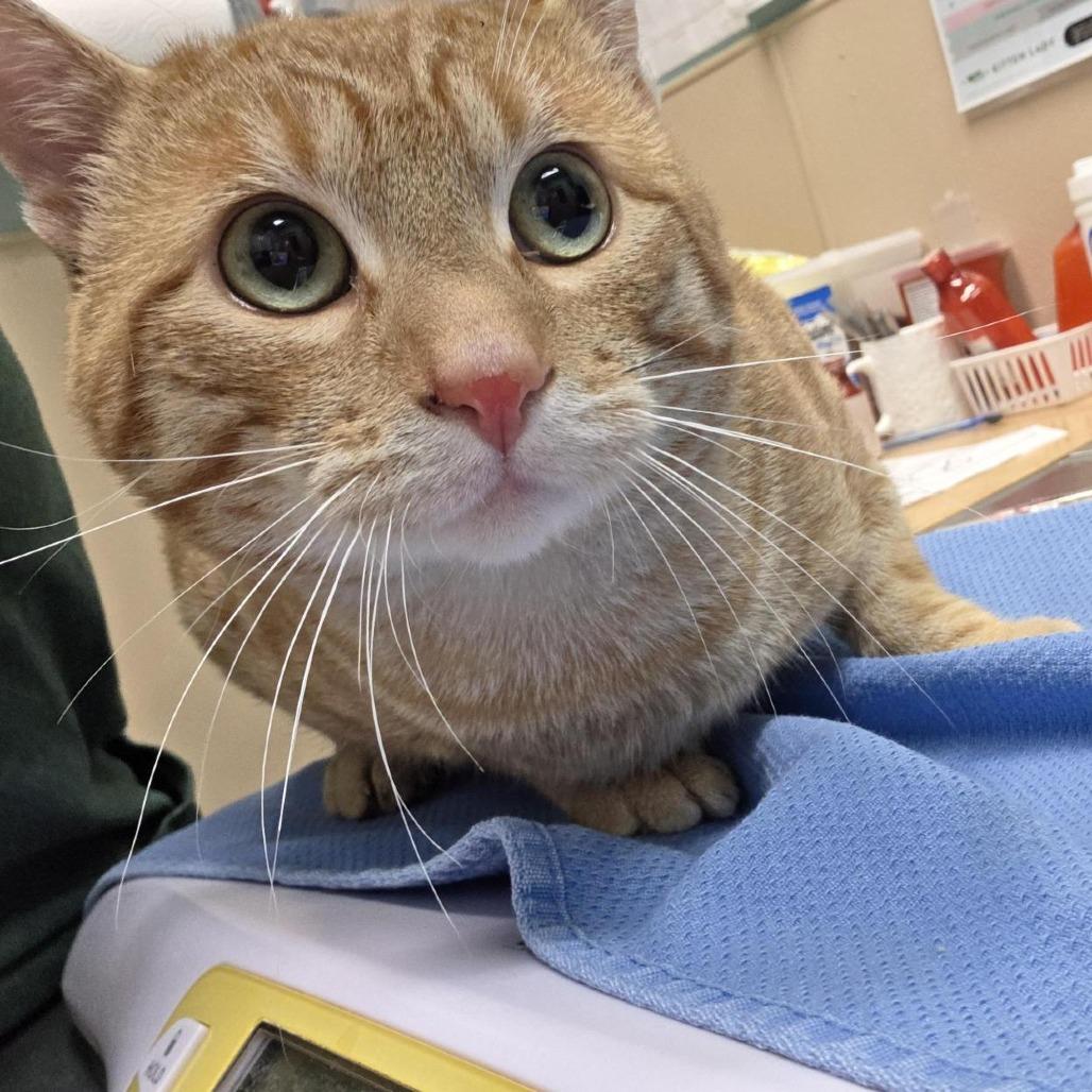 Working Cat Serrano, Adoptable, Young Male Domestic Short Hair.