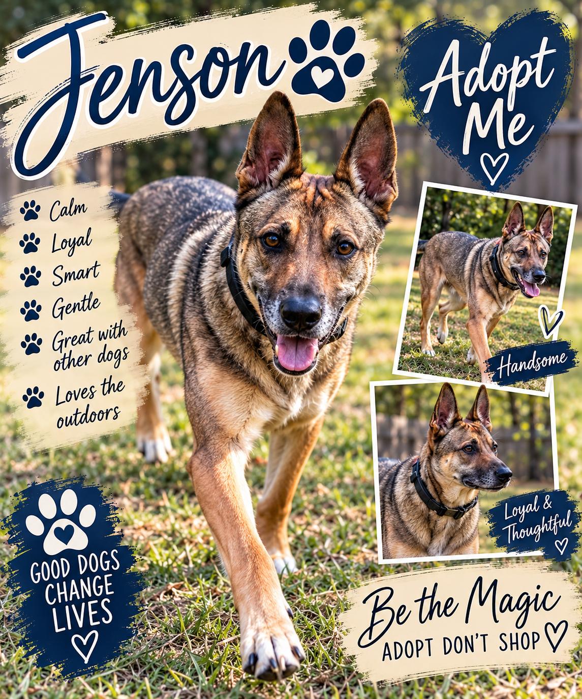 Enlarge Jenson, a Adoptable German Shepherd Dog in Yukon, OK image 1/3