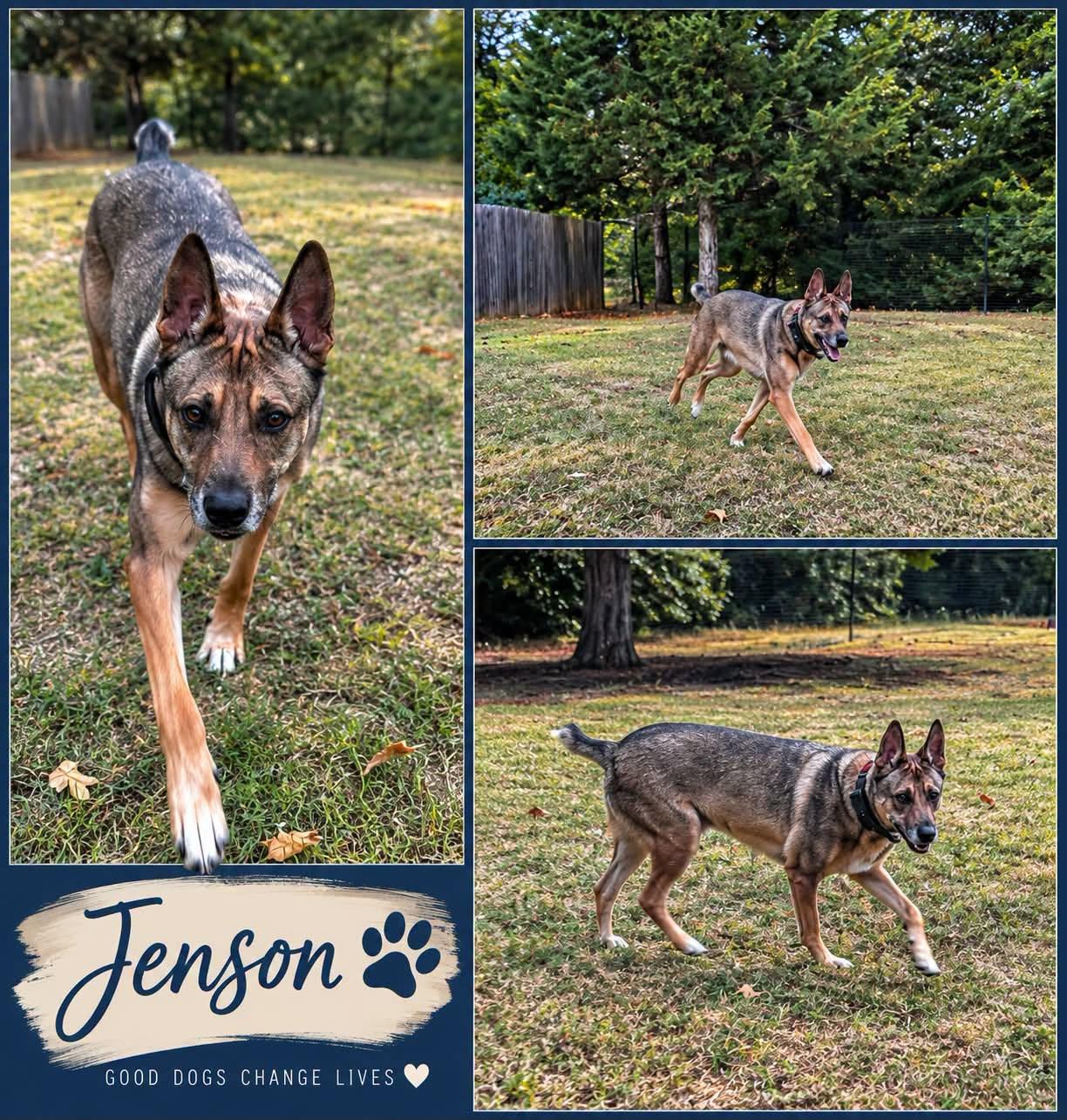 Enlarge Jenson, a Adoptable German Shepherd Dog in Yukon, OK image 2/3
