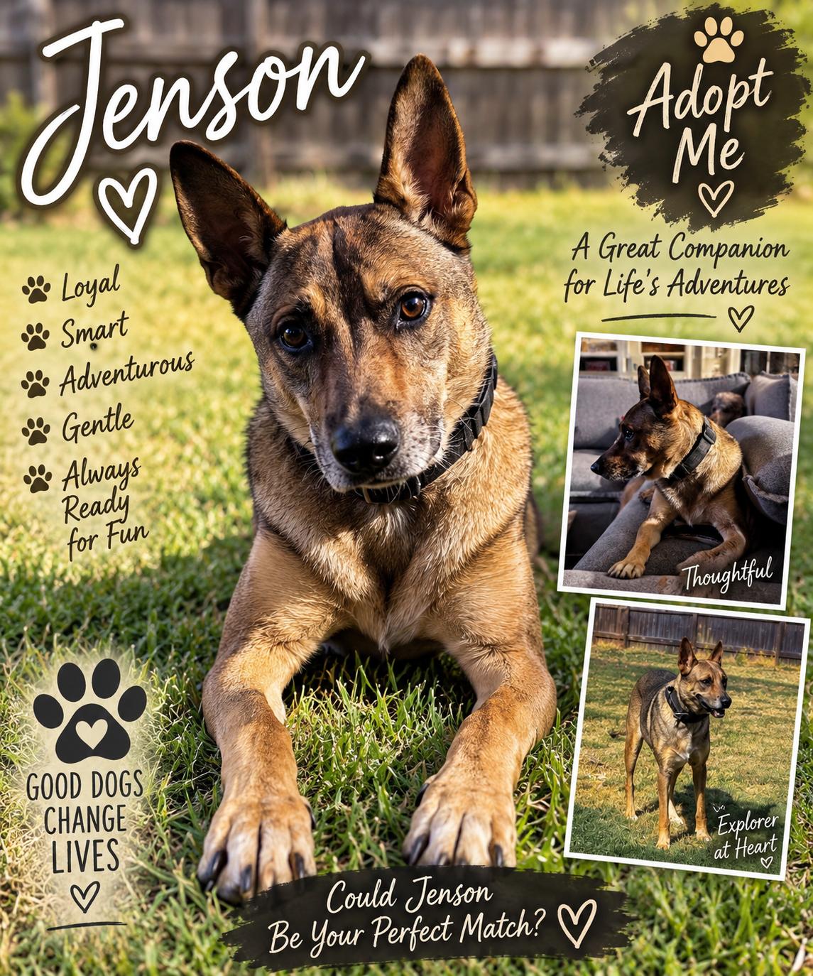 Enlarge Jenson, a Adoptable German Shepherd Dog in Yukon, OK image 1/1