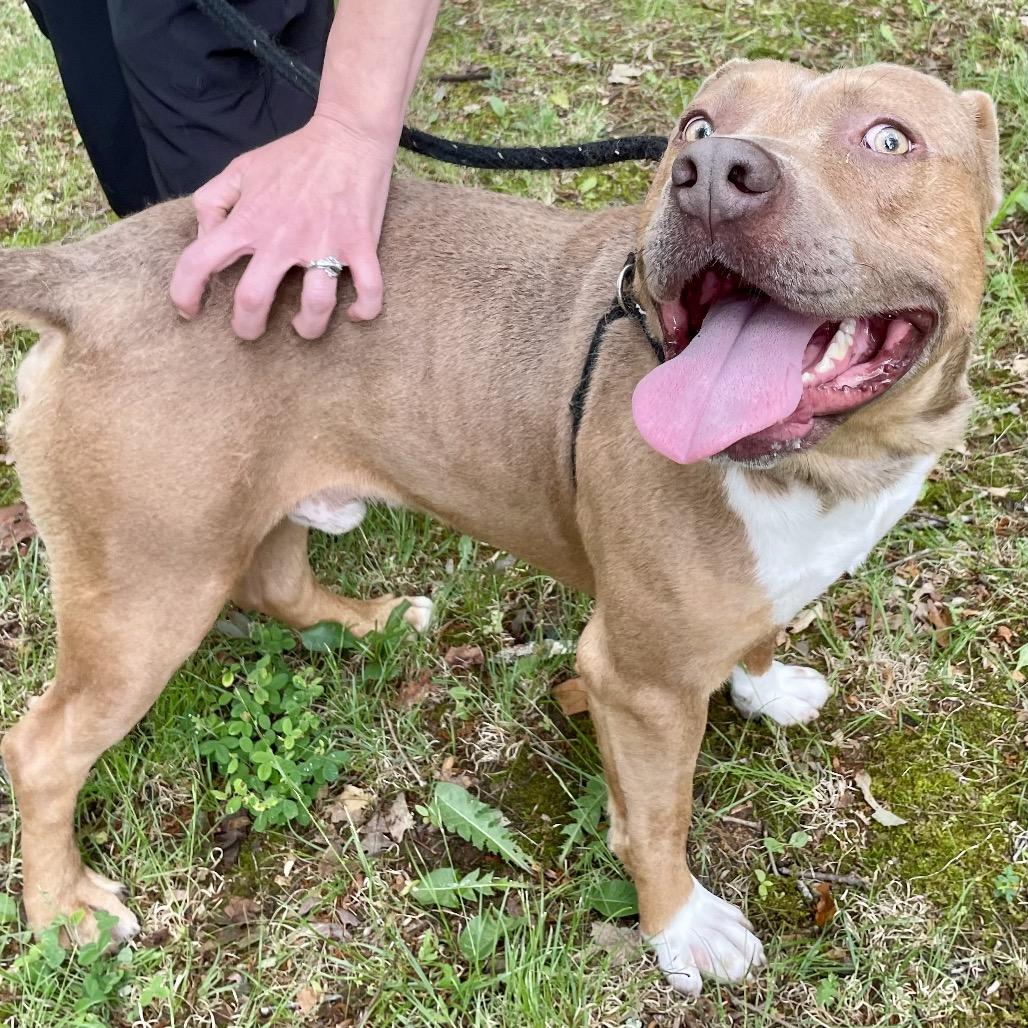Juby 26-0165, a Adoptable Pit Bull Terrier in Yanceyville, NC image 1/3