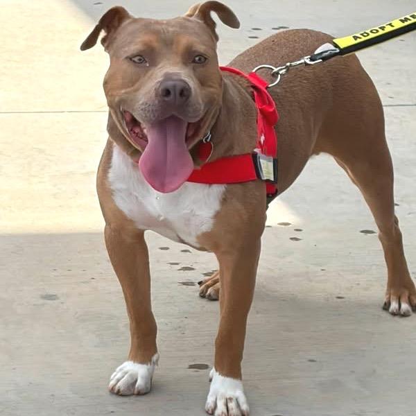 Enlarge Juby 26-0165, a Adoptable Pit Bull Terrier in Yanceyville, NC image 3/4