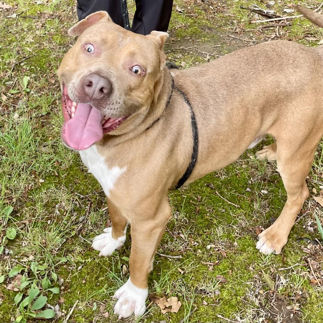Juby 26-0165, a Adoptable Pit Bull Terrier in Yanceyville, NC image 3/3