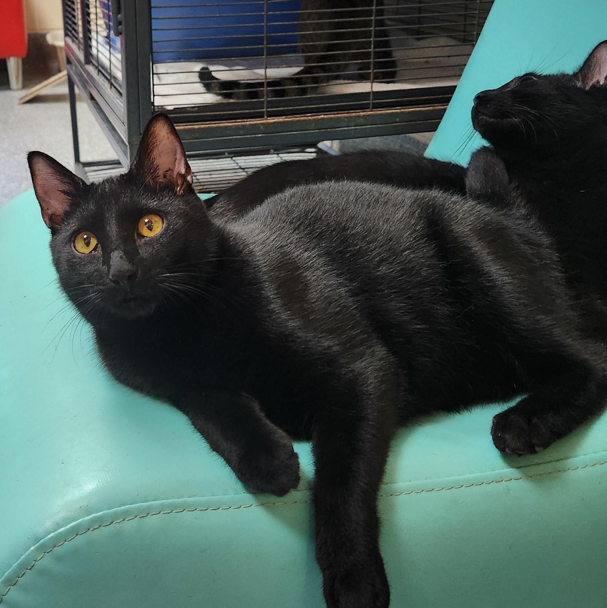 Jett, a Adoptable Domestic Short Hair in Charleston, SC image 1/2