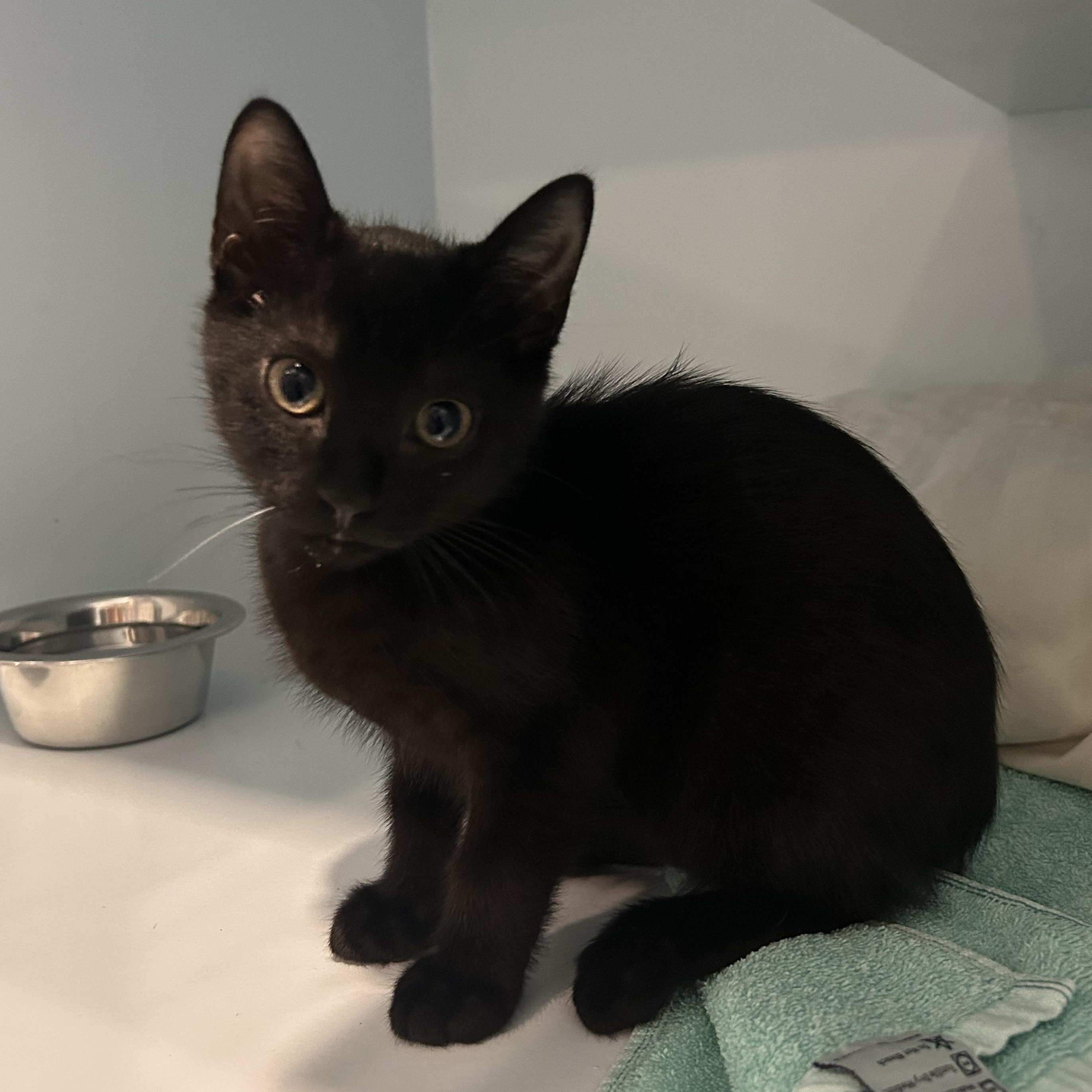 Jett, a Adoptable Domestic Short Hair in Charleston, SC image 2/2