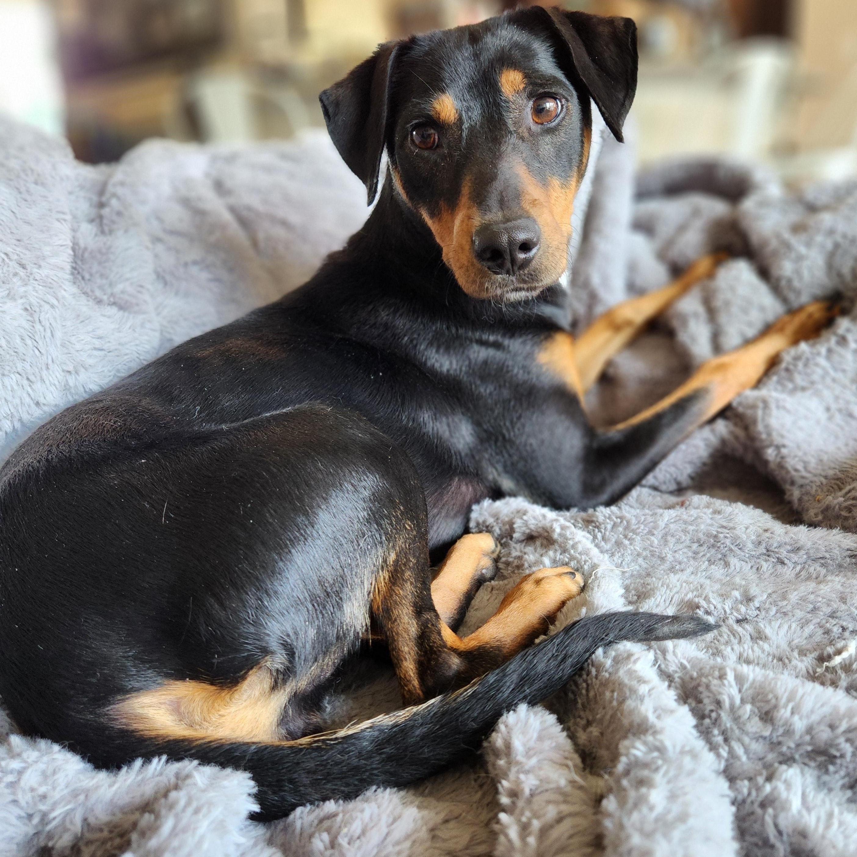 Carla, Adult Female Miniature Pinscher