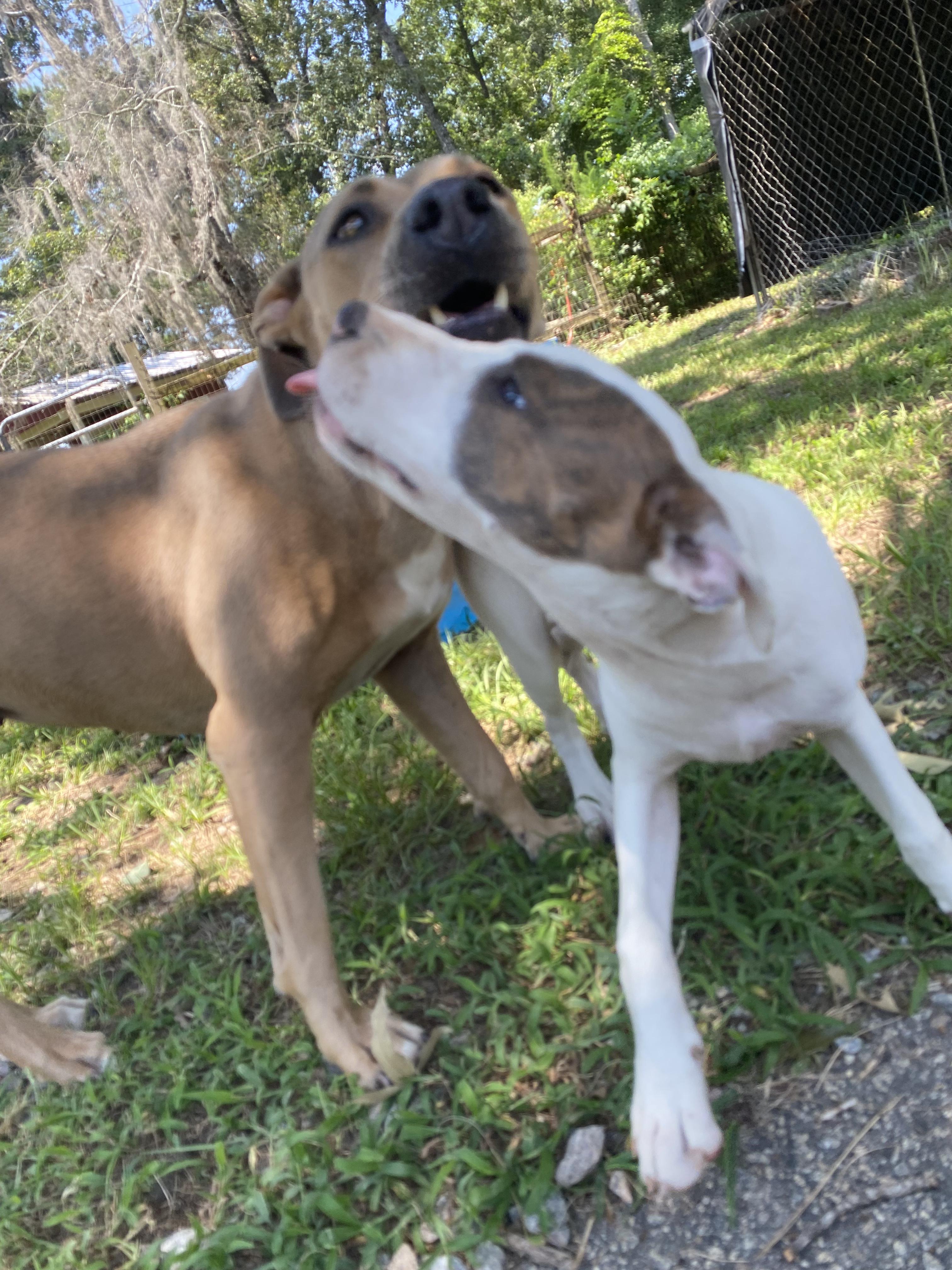 Charlotte (Far right, One Tan/Grey eye), Adoptable, Puppy Female Boxer & Mixed Breed.