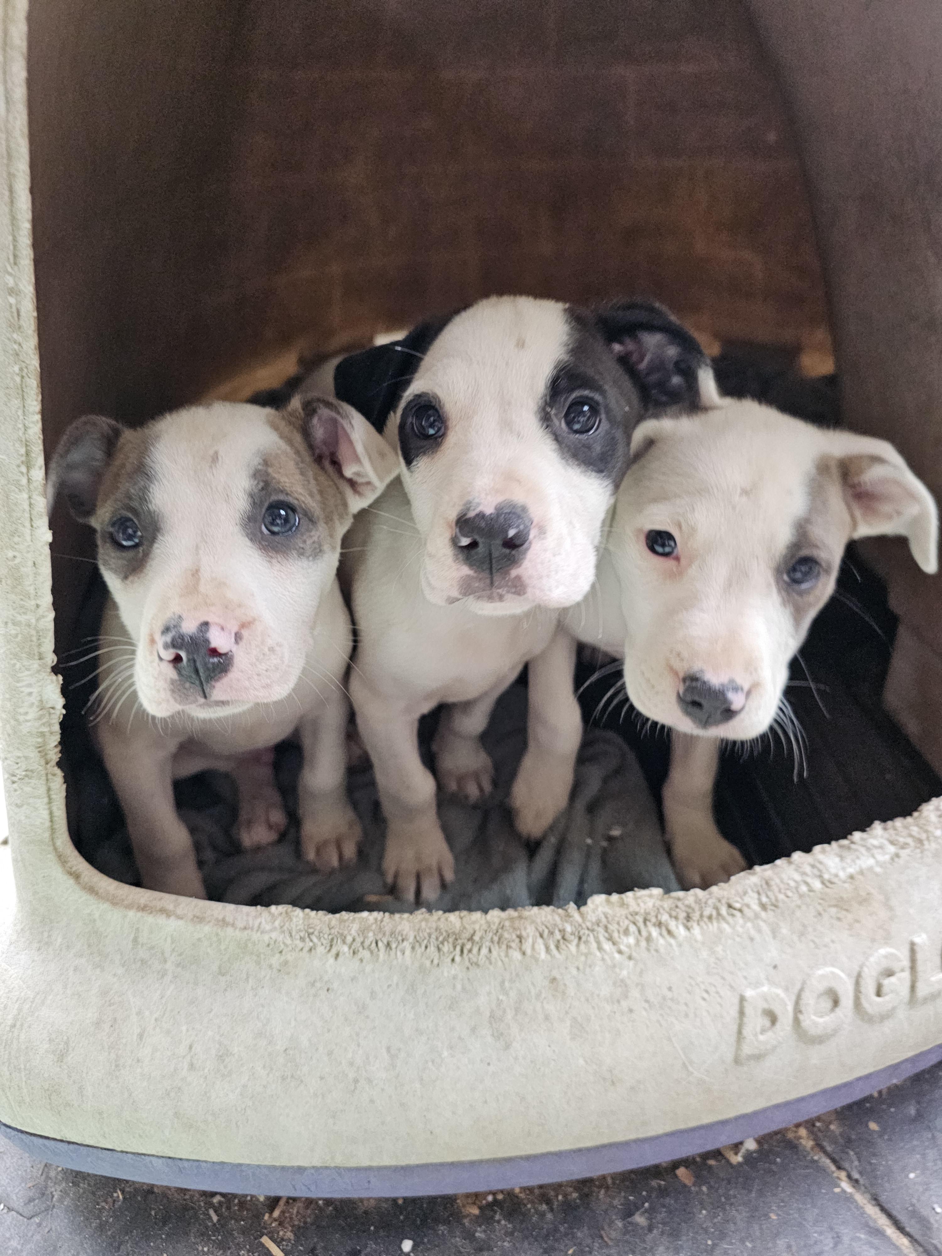 Charlotte (Far right, One Tan/Grey eye), a Adoptable mixed breed in Orangeburg, SC image 3/5
