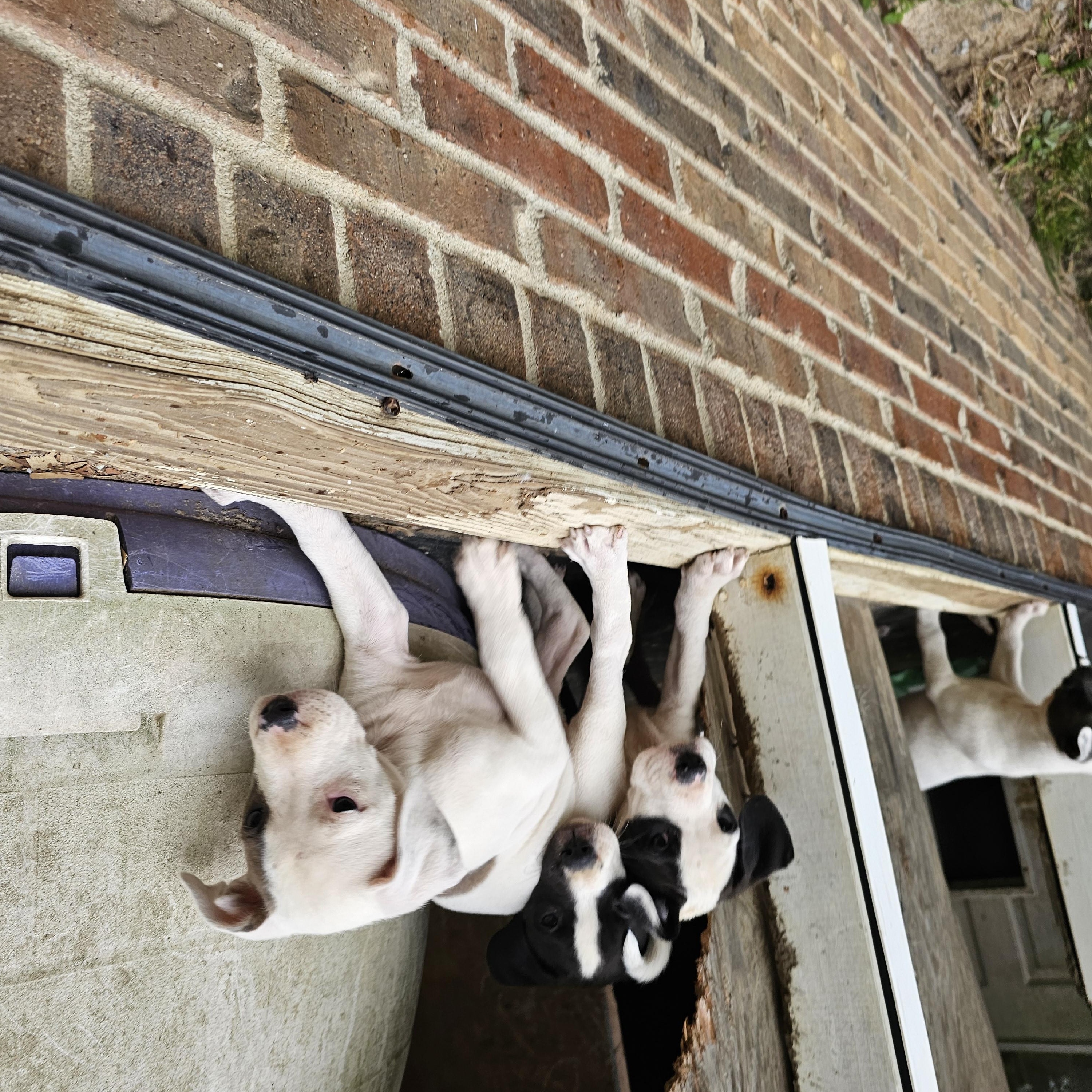 Charlotte (Far right, One Tan/Grey eye)