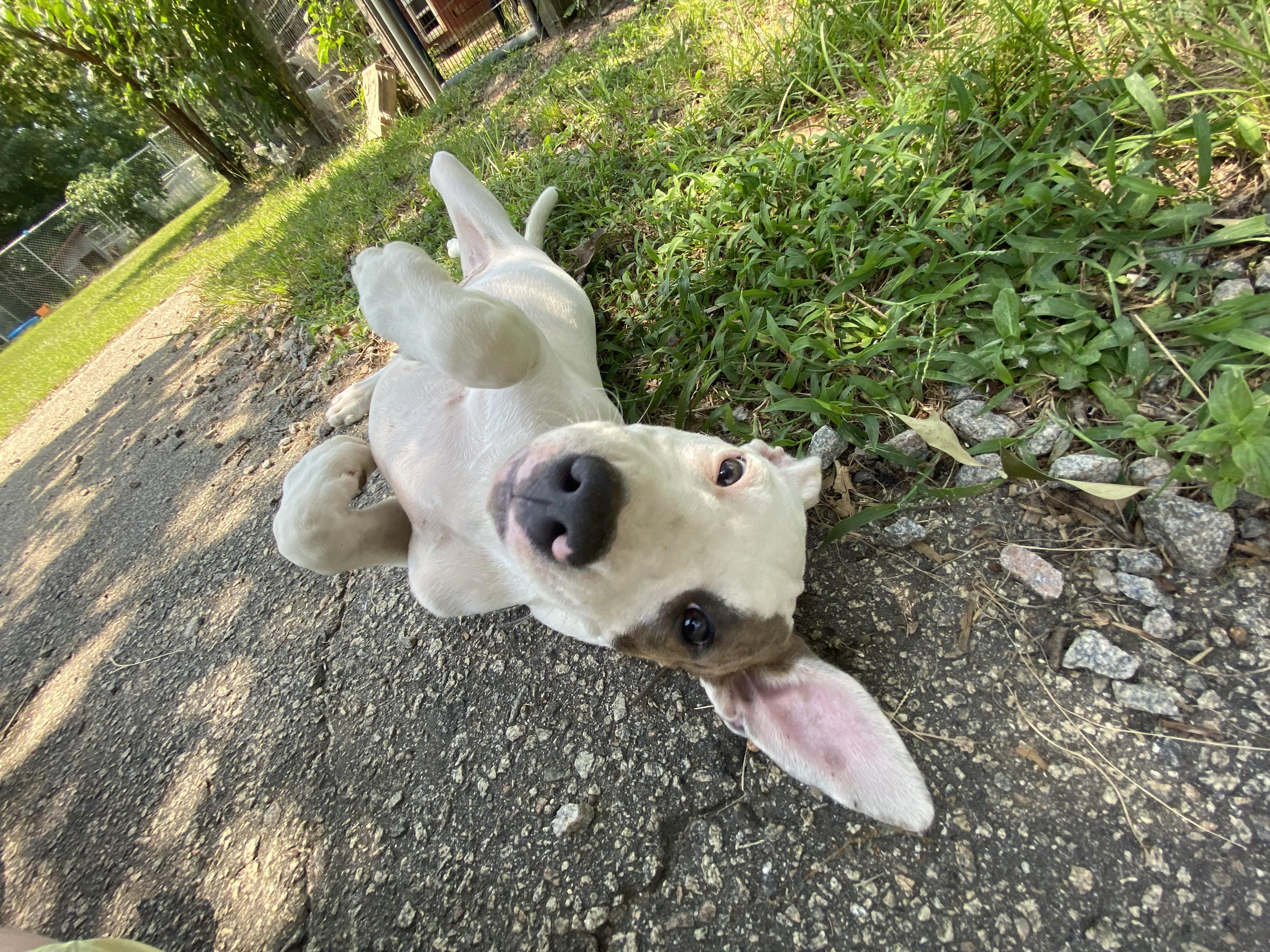 Charlotte, Adoptable, Young Female American Staffordshire Terrier & Labrador Retriever.
