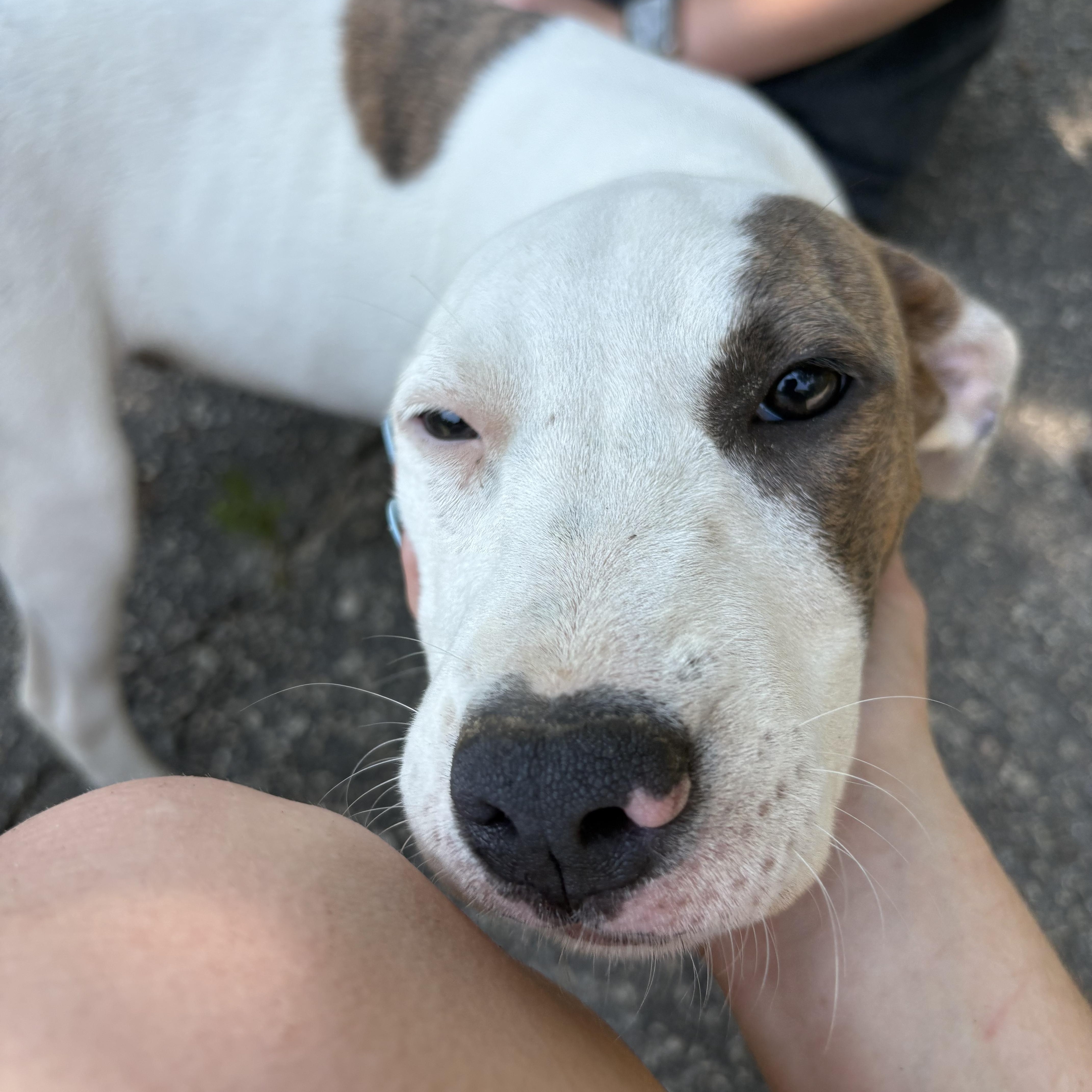 Enlarge Charlotte, a Adoptable mixed breed in Orangeburg, SC image 3/4