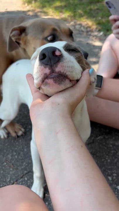 Enlarge Charlotte, a Adoptable mixed breed in Orangeburg, SC video 4/4
