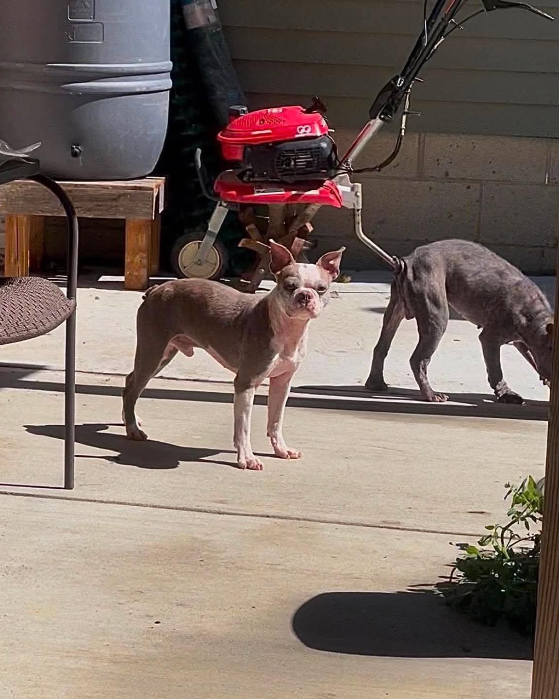Trooper, ADOPTABLE, Adult Male French Bulldog & Boston Terrier.