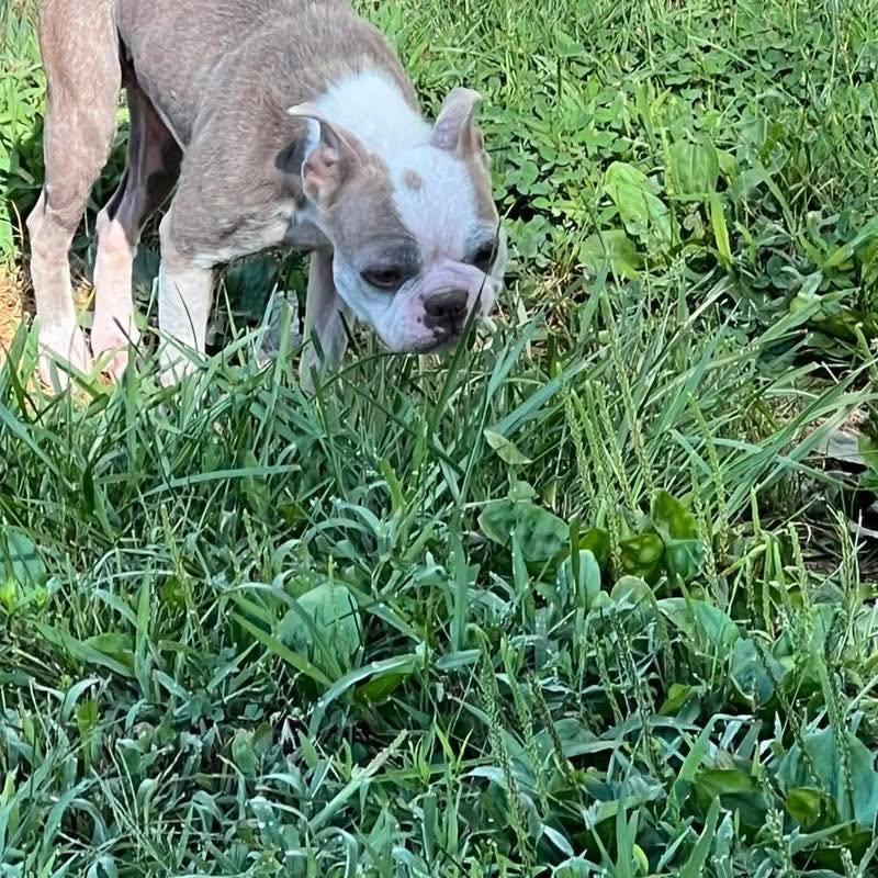 Enlarge Trooper, a ADOPTABLE mixed breed in Youngstown, OH image 2/3
