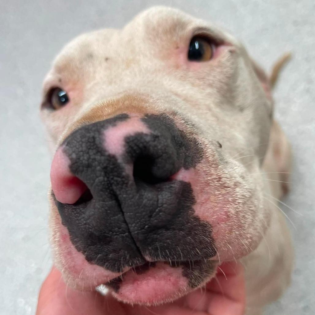 Kevin, a Adoptable Mixed Breed in Huntsville, AR image 1/4