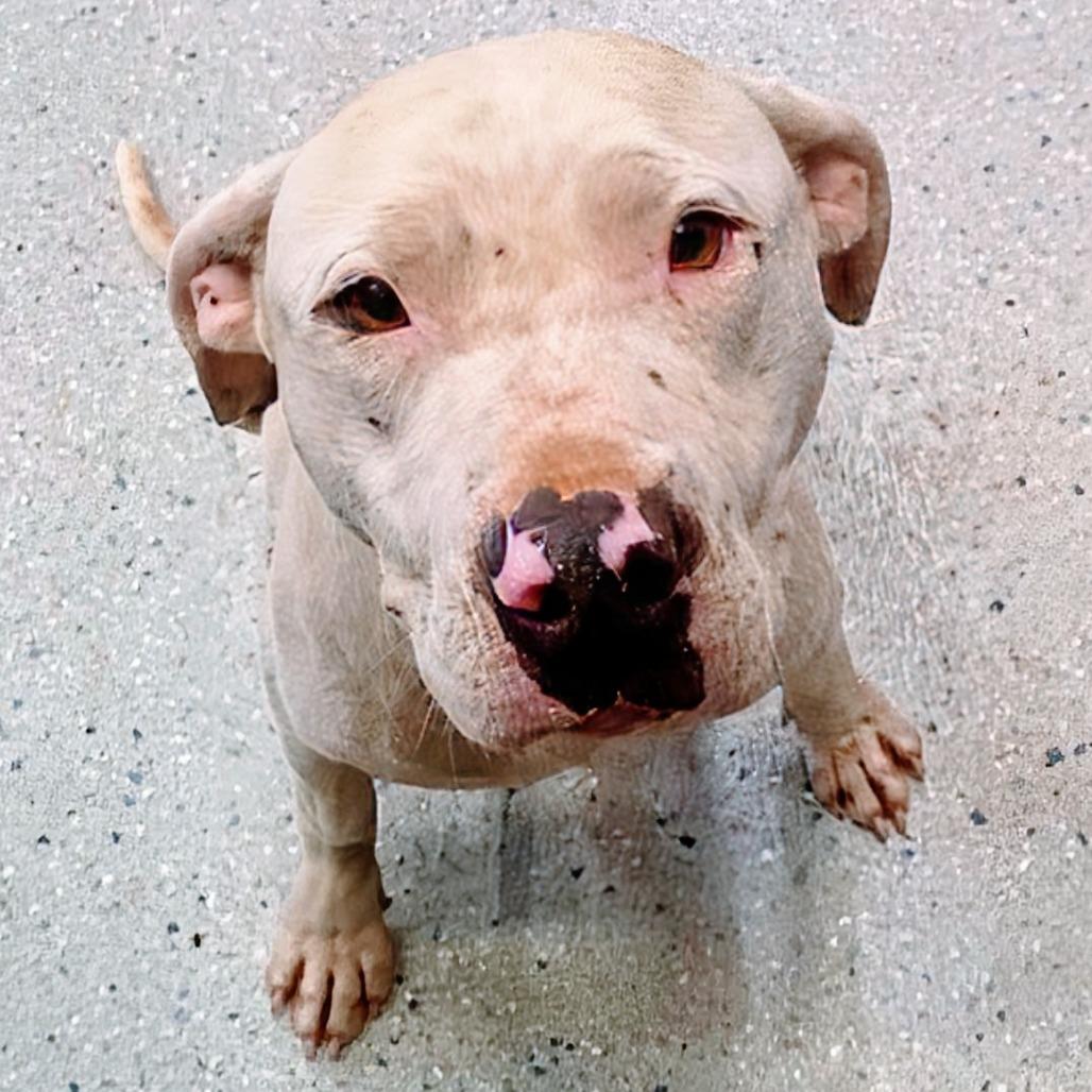 Kevin, a Adoptable Mixed Breed in Huntsville, AR image 2/4
