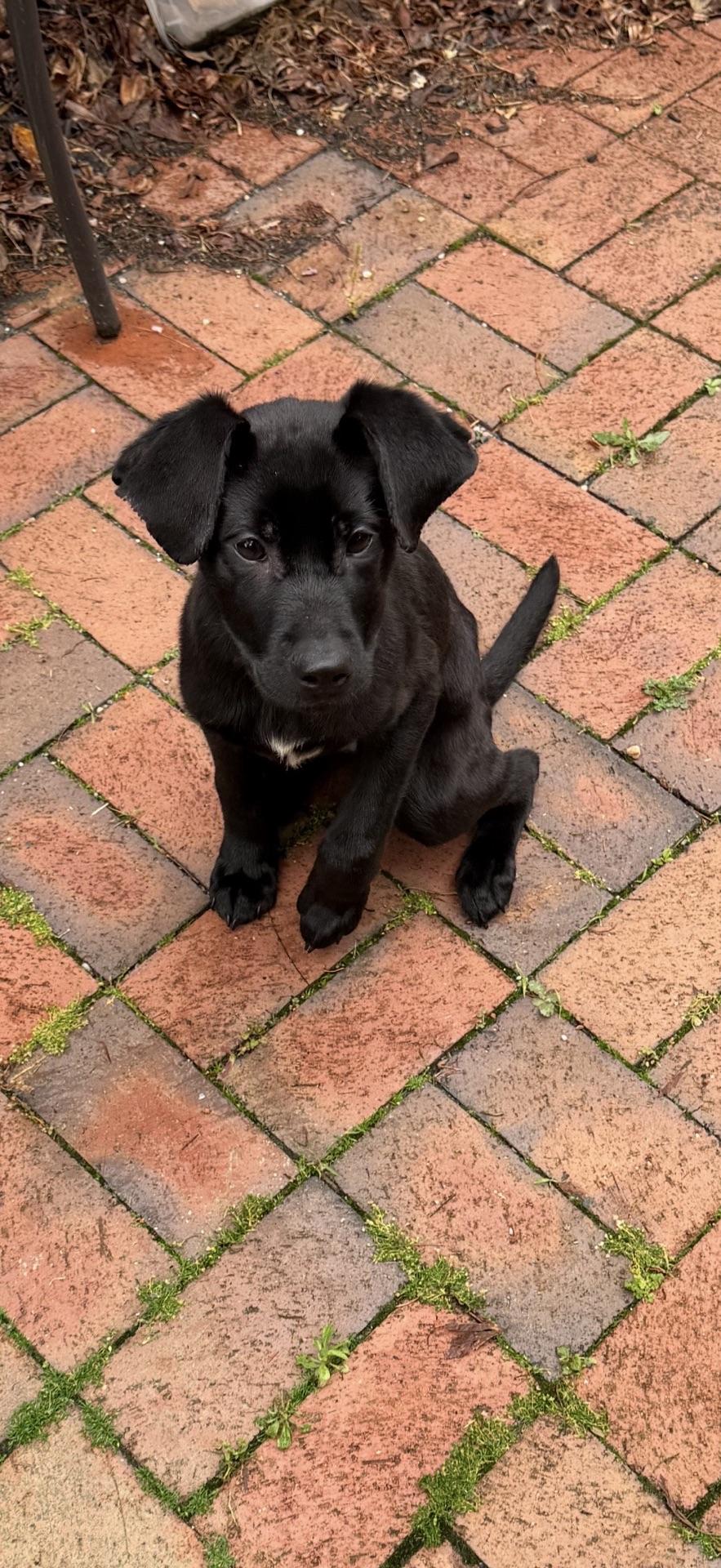 Benson, Adoptable, Puppy Male Black Labrador Retriever.