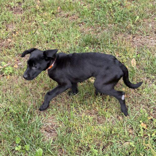 Enlarge Benson, a Adoptable Black Labrador Retriever in Christiansburg, VA image 2/5