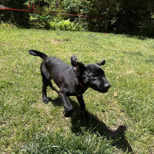 Enlarge Benson, a Adoptable Black Labrador Retriever in Christiansburg, VA image 3/5