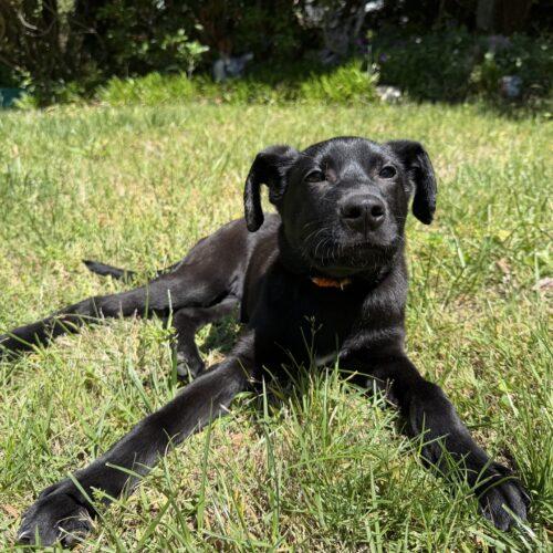 Enlarge Benson, a Adoptable Black Labrador Retriever in Christiansburg, VA image 4/5