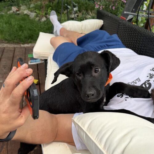 Enlarge Benson, a Adoptable Black Labrador Retriever in Christiansburg, VA image 5/5