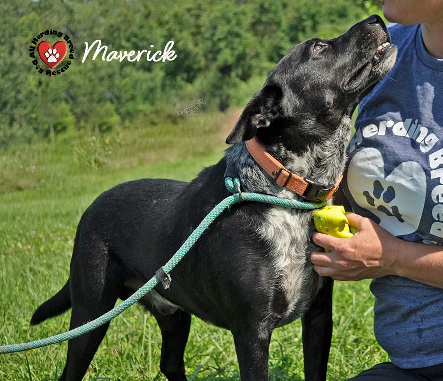 Maverick, a Adoptable mixed breed in Joliet, IL image 3/4
