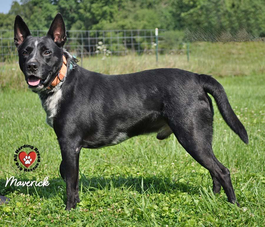 Maverick, a Adoptable mixed breed in Joliet, IL image 4/4