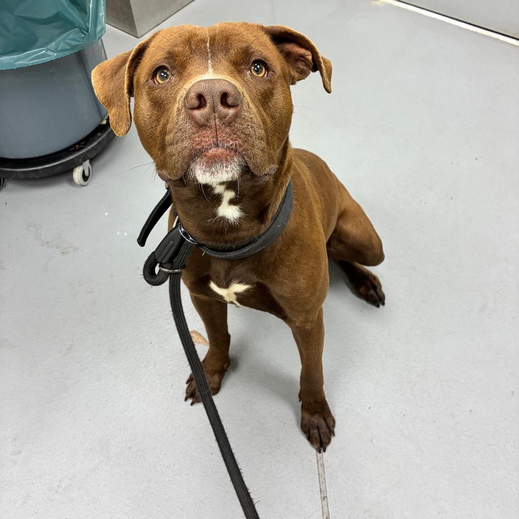 Beanie Weenie — thumbnail 3