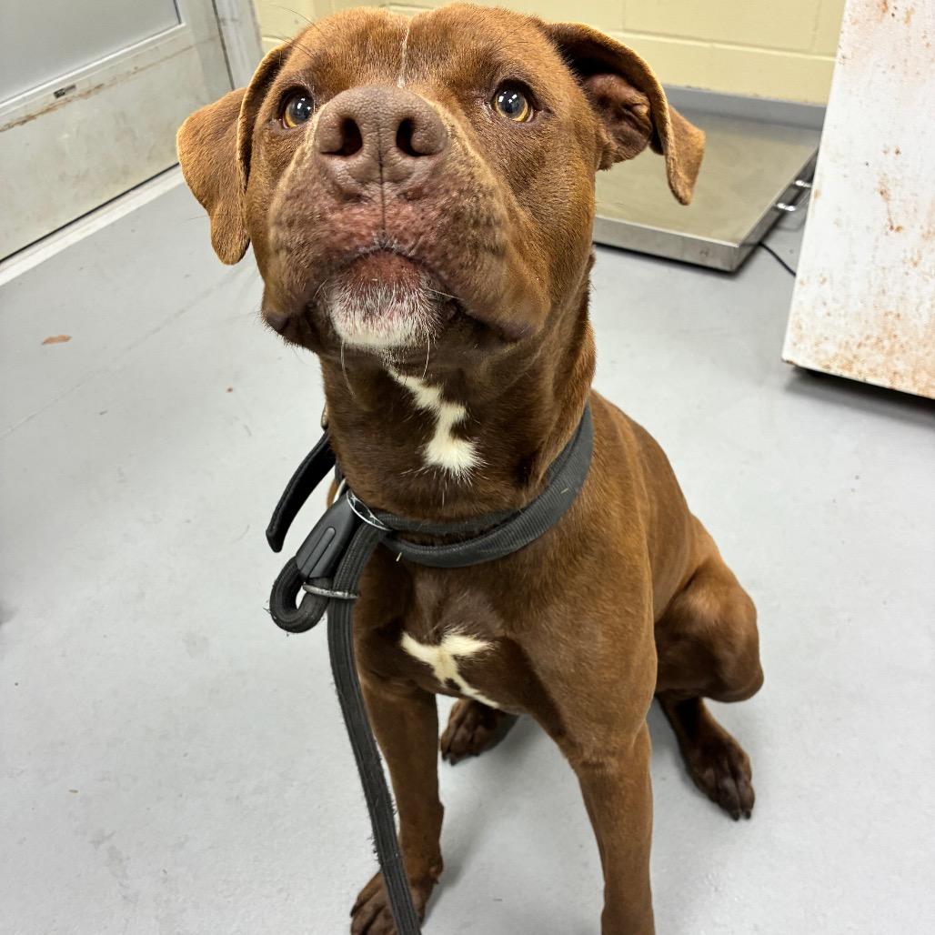 Beanie Weenie — thumbnail 5