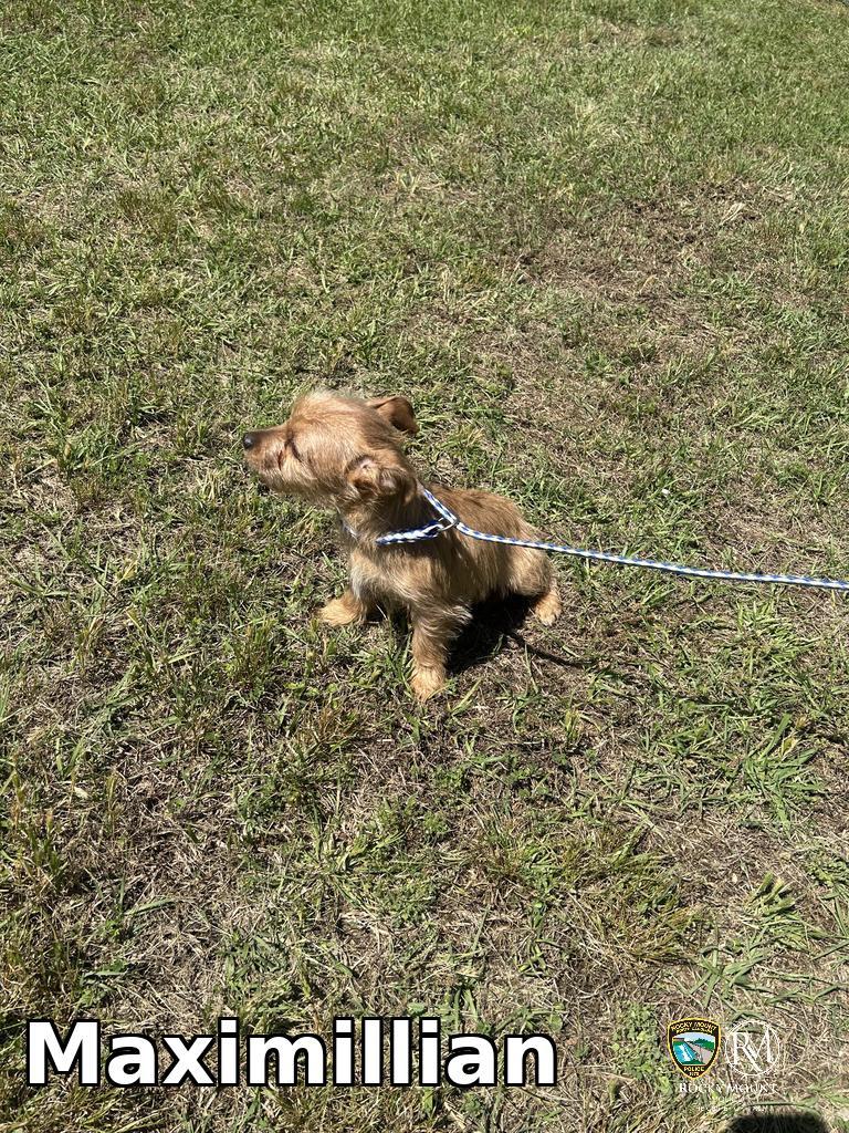Maximillian, a Adoptable Yorkshire Terrier in Rocky Mount, NC image 2/4