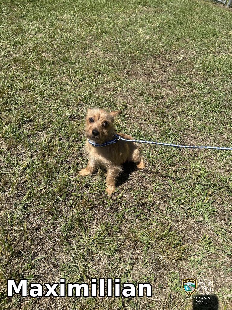 Maximillian, a Adoptable Yorkshire Terrier in Rocky Mount, NC image 3/4