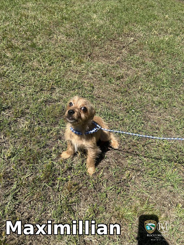 Maximillian, a Adoptable Yorkshire Terrier in Rocky Mount, NC image 4/4