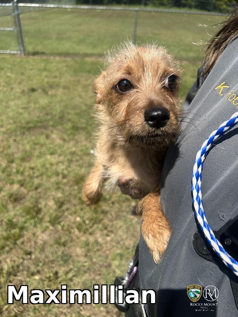 Maximillian, Adopted, Puppy Male Yorkshire Terrier.