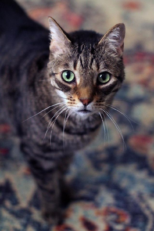 Tubby, a Adopted Domestic Short Hair in Fort Lauderdale, FL image 1/2