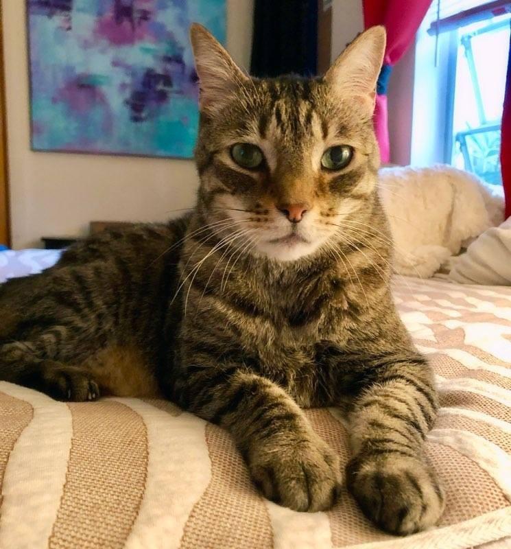 Tubby, a Adopted Domestic Short Hair in Fort Lauderdale, FL image 2/2