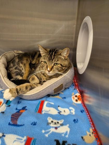 Liam, Adoptable, Adult Male Domestic Short Hair & Domestic Short Hair.