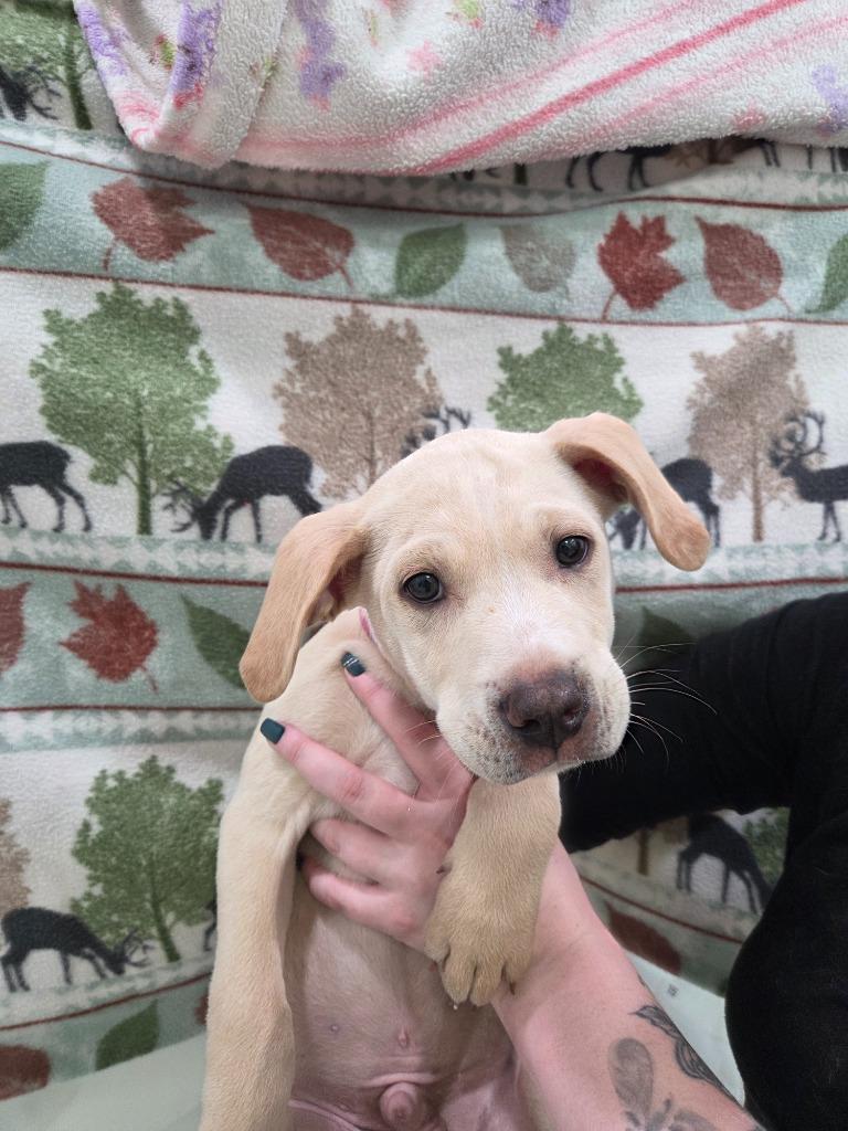 Enlarge Wesson, a Adoptable mixed breed in Brookings, OR image 1/1