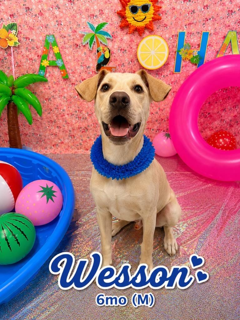 Wesson, Adoptable, Puppy Male Rottweiler & Pit Bull Terrier.