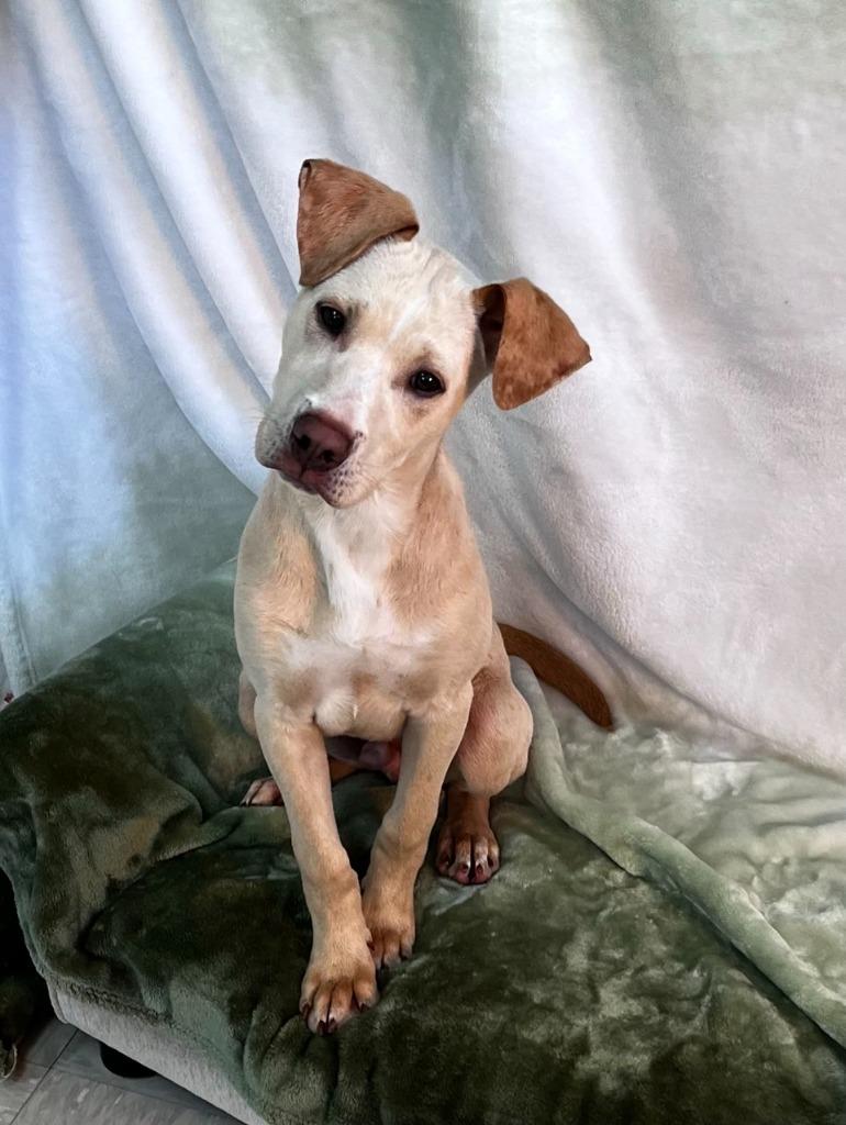 Enlarge Wesson, a Adoptable mixed breed in Brookings, OR image 1/1
