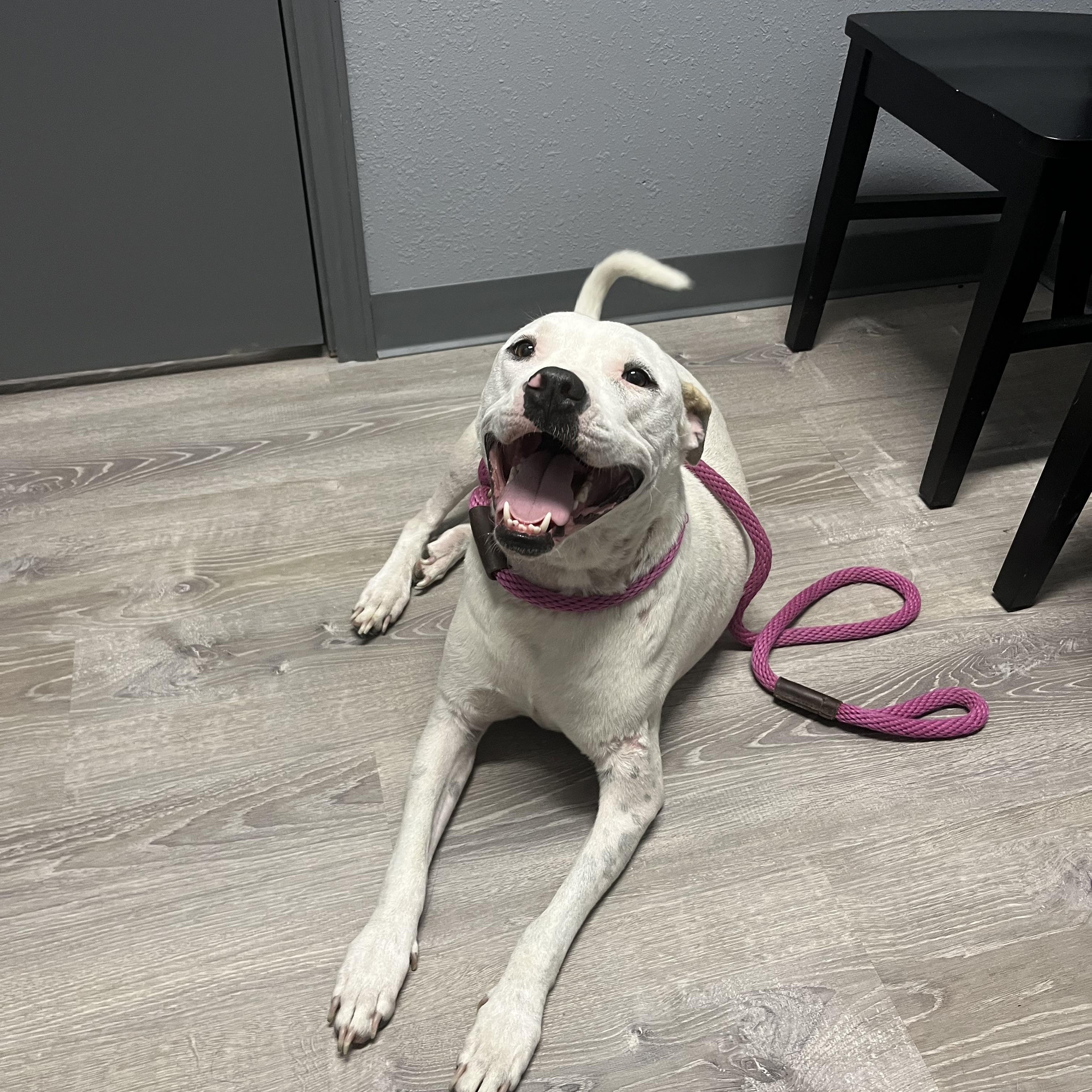 Aria, a Adoptable mixed breed in Magnolia, TX image 2/3