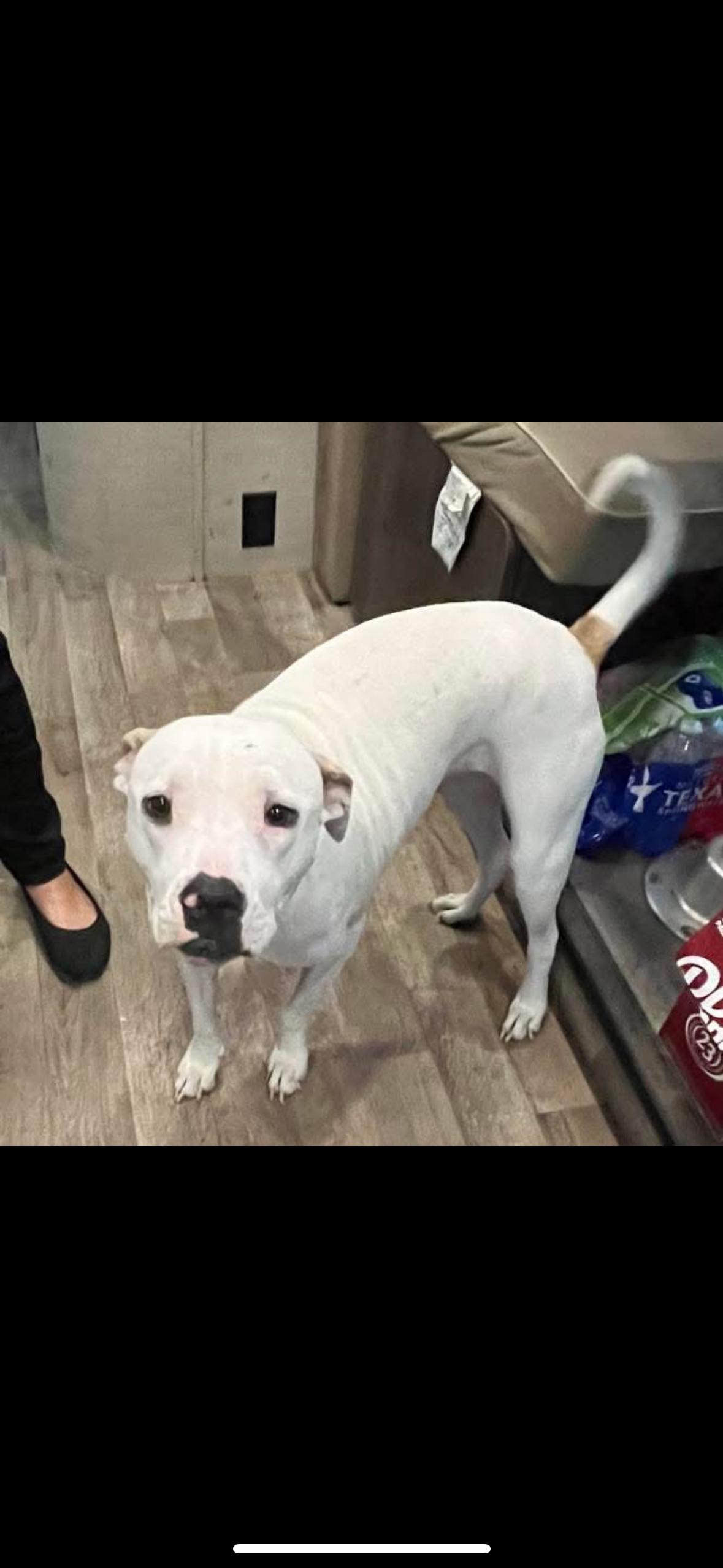 Aria, a Adoptable mixed breed in Magnolia, TX image 3/3