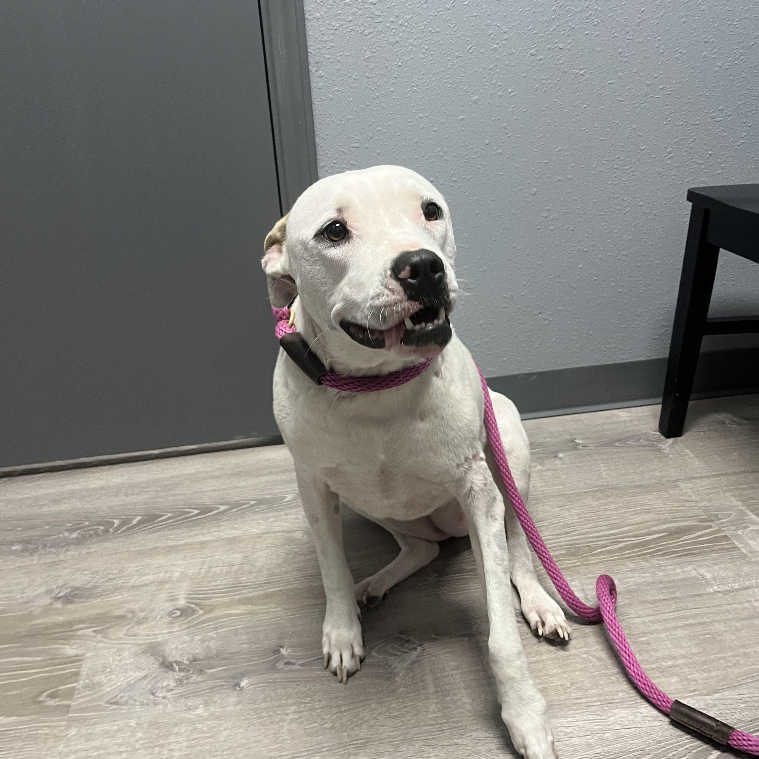 Aria, a Adoptable mixed breed in Magnolia, TX image 1/3