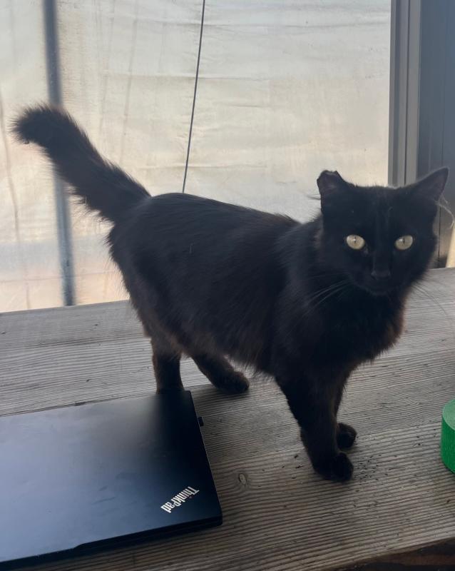 Nightshade, Adoptable, Adult Female Domestic Medium Hair.