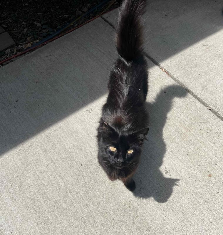 Enlarge Nightshade, a Adoptable Domestic Medium Hair in Sunnyvale, CA image 2/2