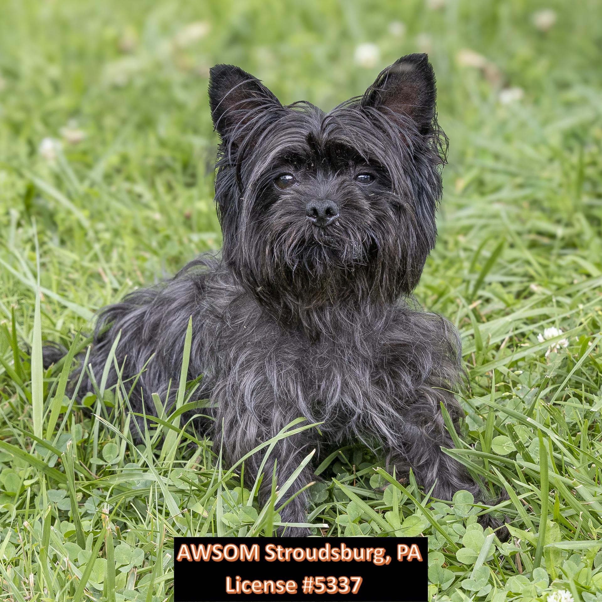 Teenie, ADOPTABLE, Adult Female Yorkshire Terrier.